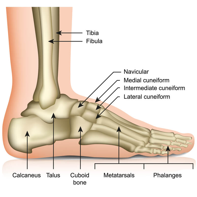 Bones In The Heel Of The Foot Hotsell